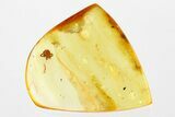 Fossil Velvet Mite (Trombidiidae) In Baltic Amber #307774-1